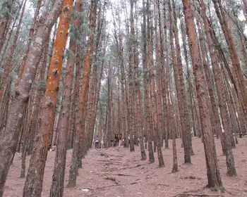 Pine Forest